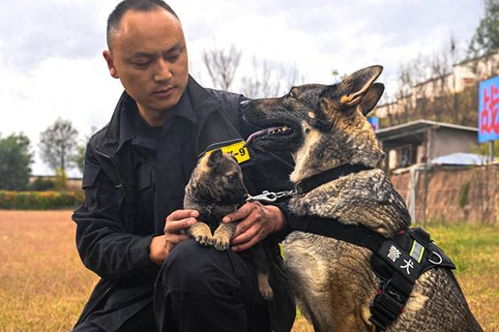 云南一警犬连续四周被基地通报的背后故事