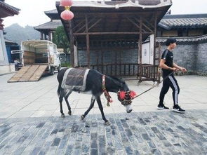 救人白马受表彰 头戴大红花